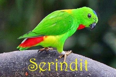 Hewan Khas Riau Serindit Loriculus Galgulus 5 Kumpulan