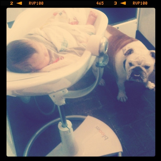 12yer Girl Xxx - baby girl and big bulldog. (and other thoughts for monday.) - Love TazaLove  Taza