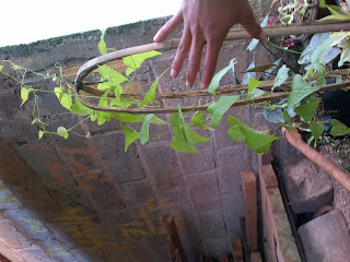 Jual tanaman rambat air mata pengantin (antigonon leptopus) | tanaman rambat berbunga