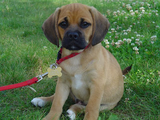 Brown cute puppy with red collar sitting on ground | cute puppy pictures