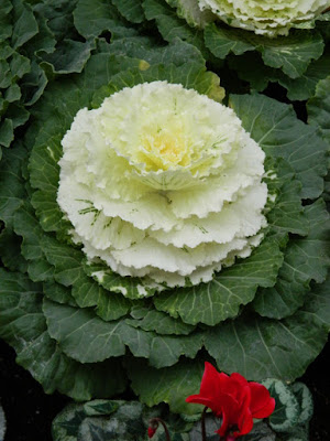 Allan Gardens Conservatory Christmas Flower Show 2015 white ornamental cabbage by garden muses-not another Toronto gardening blog