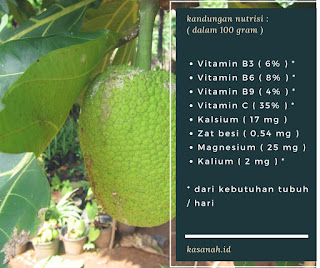 Kandungan nutrisi buah sukun Kandungan nutrisi buah sukun
