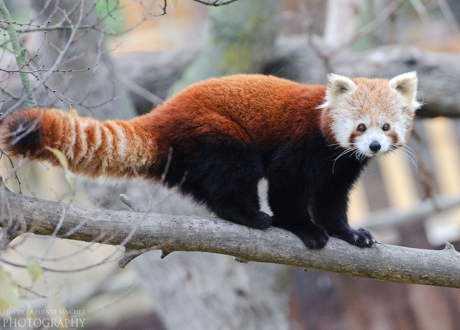 5. Red panda. by Luis de la Fuente Sánchez