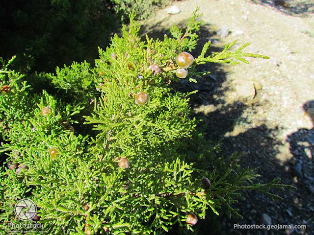 Juniperus phoenicea - Genévrier rouge - Arar 