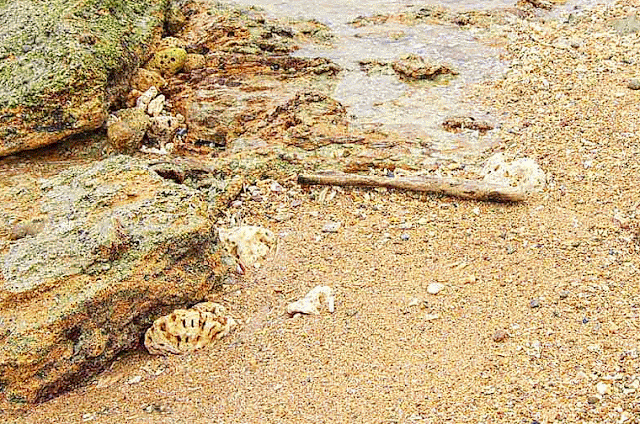 rocks, beach, driftwood, waves