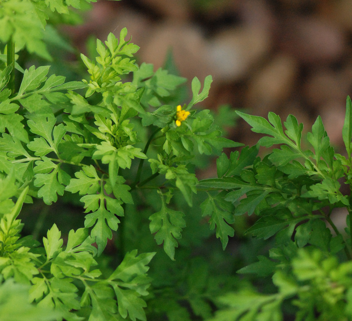 Gaia Garden Spanish Needles
