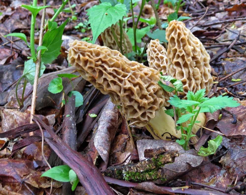 BortzArt Morels