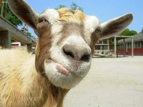 goat-face.jpg