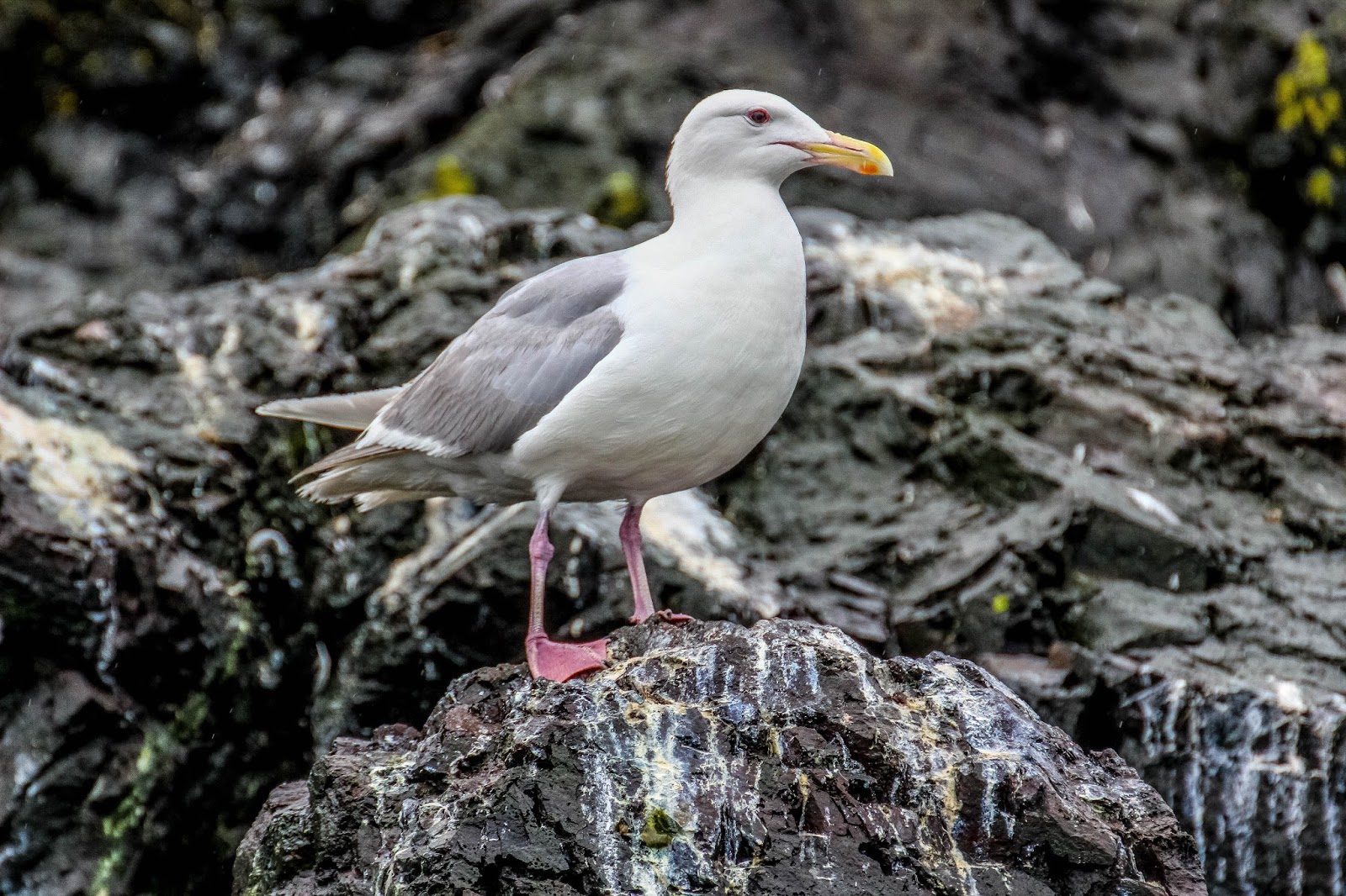Cannundrums: Glaucous Gull