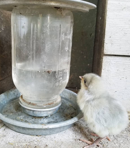 Baby Chick Supply List [printable!] Fresh Eggs Daily® with Lisa Steele