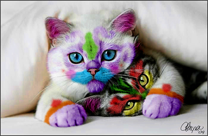 Latest Funny Pictures: Colored Cats Pictures And Photoes