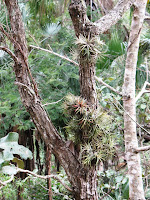 Tillandsia ionantha natural habitat Mexico
