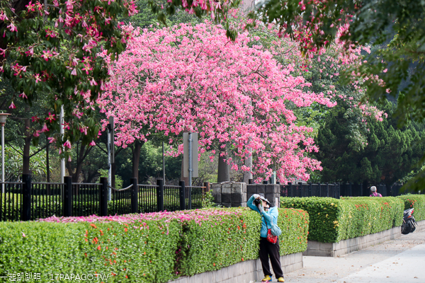 健康公園|台中南區白花美人樹|白色和桃紅色美人花爭奇鬥艷 健康公園|台中南區白花美人樹|白色和桃紅色美人花爭奇鬥艷