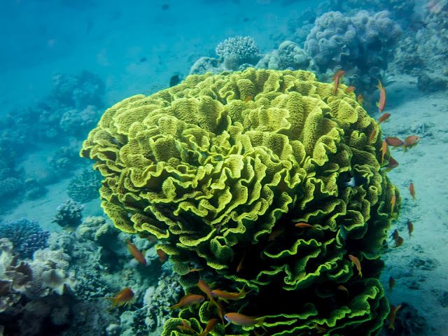 Aqaba Scuba Diving 10