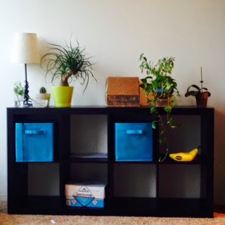 The second to the left plant is Nemo. The top part isn't, though. Right now he is sharing a pot with my Thai basil plant who I really need to get a pot and potting soil of his own. Except I haven't yet because potting soil is really heavy to carry and I don't have a car anymore, so it really isn't something I am looking forward to. I really should though because they are starting to have living-in-the-same-pot struggles. Plants sitting on a small bookshelf. There is also a lamp on here, and some boxes, but they are on the shelves and the plants are on the top. It is one of those bookcases with square shelves and only half height. The plants on the far left are in glasses. There is a spiky tree with curly leaves in a pot. There is a cardboard box on top. There is also an orchid but it is not blooming so it doesn't look very exciting right now.