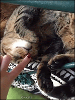 Hilarious Cat GIF • Sleepy cat Excessive reaction to a booping shaking his paws Wiggle Wiggle Wiggle