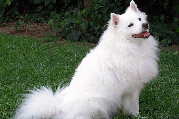 american eskimo dog clipping guide