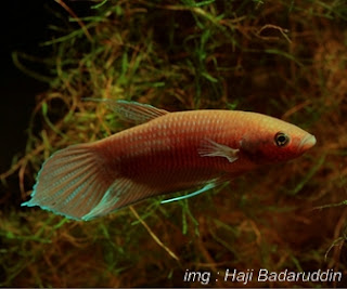 Jenis Ikan Cupang Alam Spesies Betta Akarensis Jenis Ikan Cupang Alam Spesies Betta Akarensis