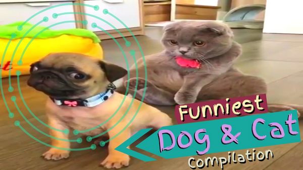 funny animal video Cat and Dog Funpetvid funny animal video Cat and Dog Funpetvid