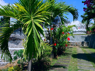 Roystonea Plants (Palem Raja) in The Garden