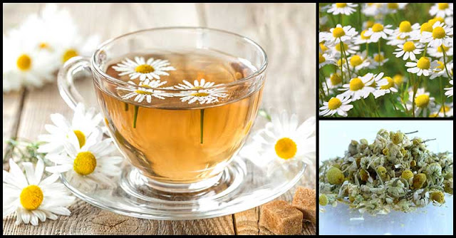 The Goodness Of Manzanilla Tea The Goodness Of Manzanilla Tea