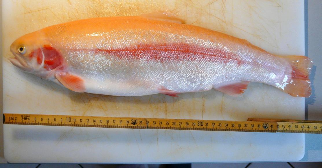 Kulinarische Welten zu Fisch- und Meeresfrucht: Goldforelle in der ...