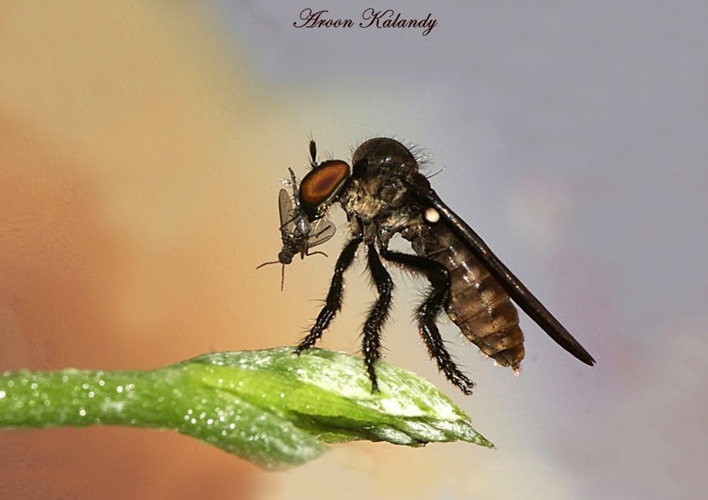 School Of Digital Photography Macro Photography Using Extension Tubes