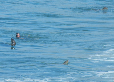 Swimmer in open water with the seals!