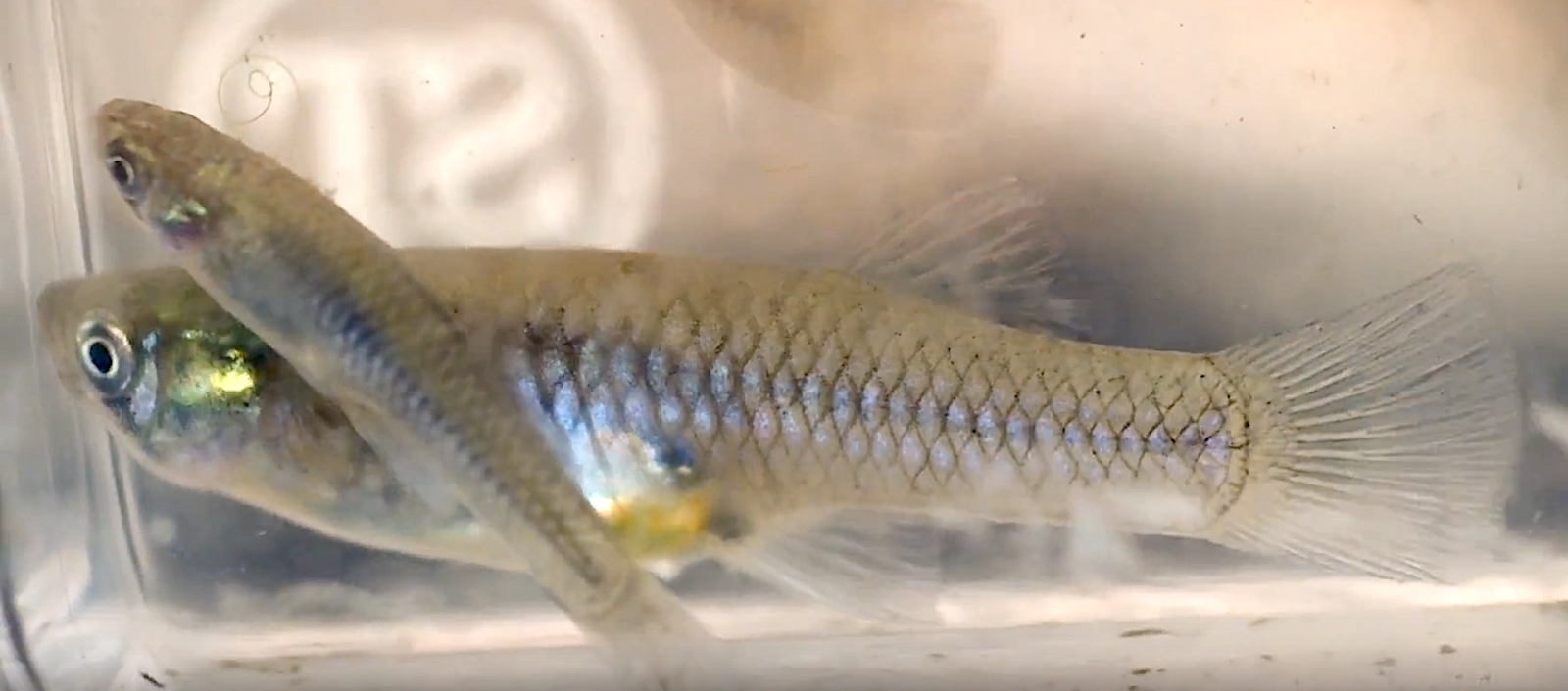 Aquarium Movies Japan Archive 生きている魚図鑑 カダヤシ Mosquitofish Topminnow Gambusia Affinis