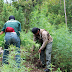 Over 300 marijuana shrubs dug up in South Cotabato