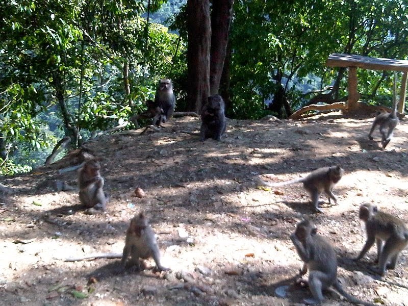Hutan Monyet Pusuk