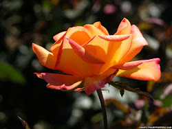 rose orange roses wallpapers flower lap yellow fanpop valley frankenstein crazy partager sur flowers blogthis