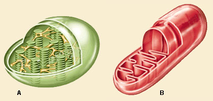 Mitocondria y cloroplasto