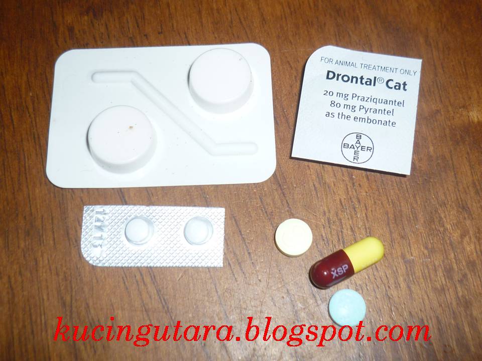 Kucing Utara: Cara memberi ubat pil kepada kucing