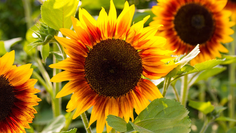 Sunflowers in Summer