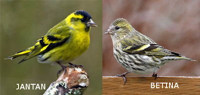 Suara burung eurasian siskin Suara burung eurasian siskin