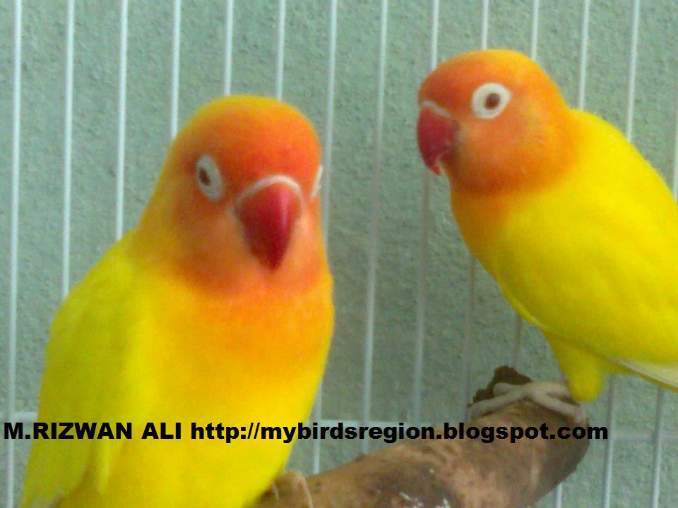 MoRiz�s Birds Region: Yang Hidup Pasti Akan Mati&hellip;