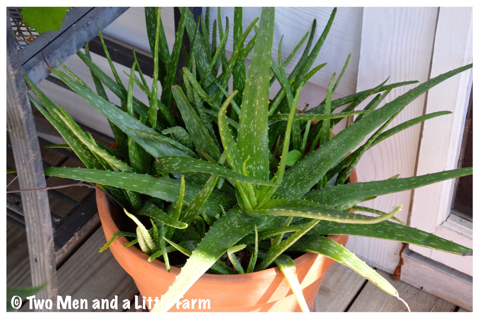 Two Men and a Little Farm ALOE VERA GROWING WELL