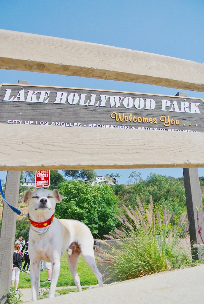 hollywood dog park