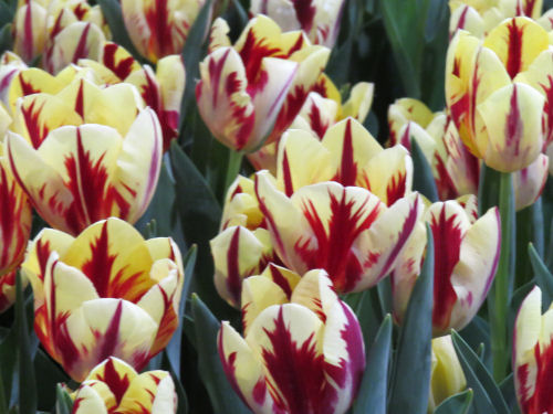 Philadelphia Flower Show 2019- red
