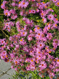 Pink asters at Toronto Botanical Garden by garden muses-not another Toronto gardening blog