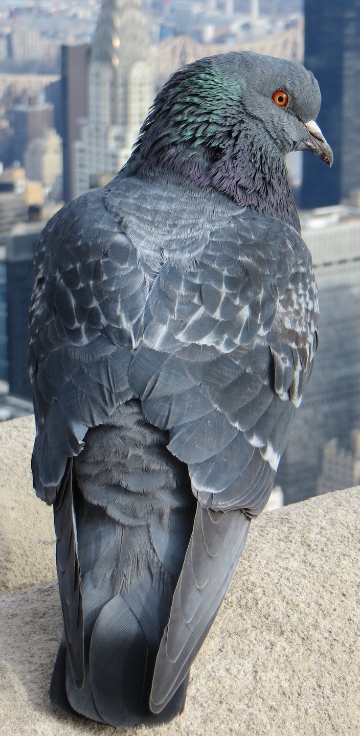 A pigeon on top of a skyscraper. A pigeon on top of a skyscraper.