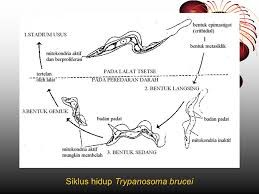 Siklus hidup Trypanosoma brucei