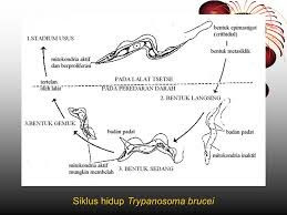 Siklus hidup Trypanosoma brucei Siklus hidup Trypanosoma brucei