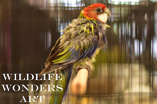 baby sun conure baby sun conure