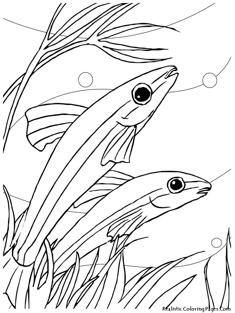Aquarium Fish Printable Coloring Sheet | Realistic Coloring Pages