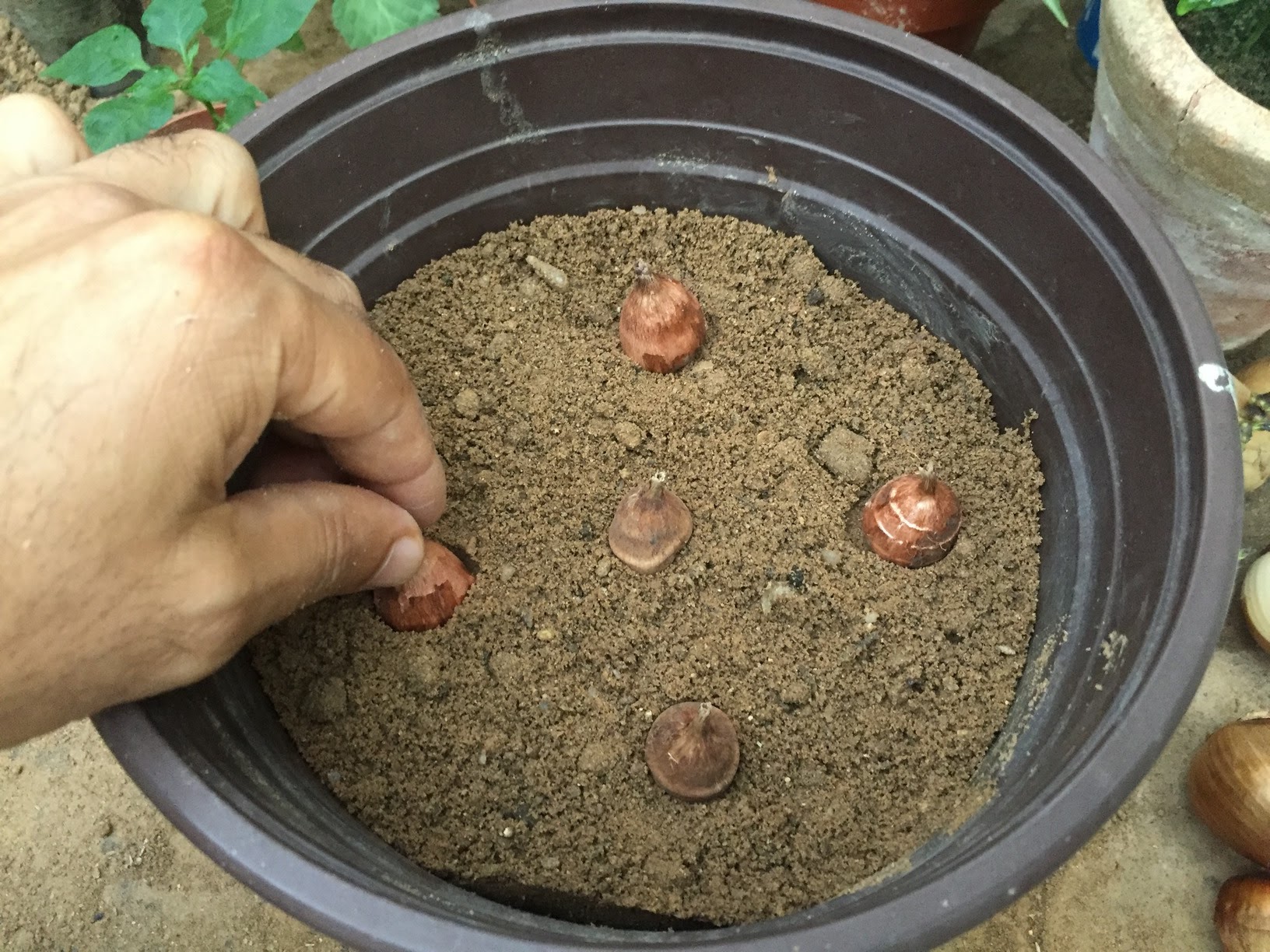 How to plant and grow freesia