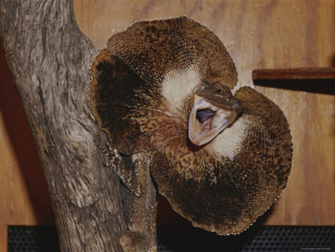 Funny Pics: Frill Necked Lizard Pics