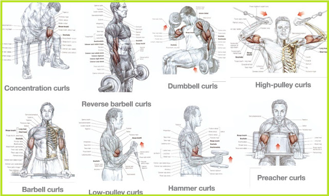 Forearm Muscle Building Workouts Forearm Muscle Building Workouts
