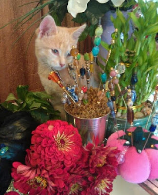 Kitten and zinnias - Stein Your Florist Co.